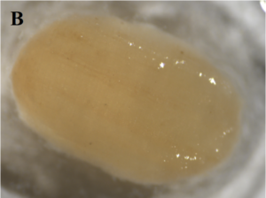 Figure 1. B. Biofilm growth on a ballasted media.